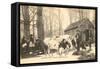 Oxen at Maple Sugar Camp, Vermont-null-Framed Stretched Canvas