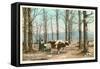 Oxen at Maple Sugar Camp, Vermont-null-Framed Stretched Canvas