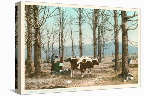 Oxen at Maple Sugar Camp, Vermont-null-Stretched Canvas
