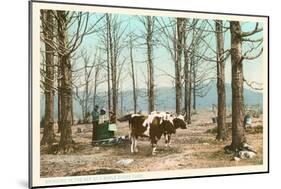 Oxen at Maple Sugar Camp, Vermont-null-Mounted Art Print