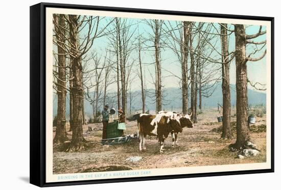 Oxen at Maple Sugar Camp, Vermont-null-Framed Stretched Canvas