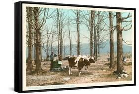 Oxen at Maple Sugar Camp, Vermont-null-Framed Stretched Canvas