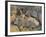 'Oxen at Siena', c1910-John Singer Sargent-Framed Giclee Print