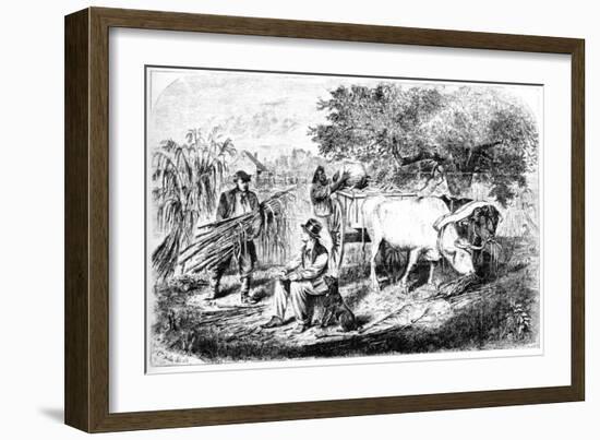 Oxen Hauling Corn, 19th Century-Edwin Forbes-Framed Giclee Print