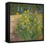 Oxeye Daisies Against the Irises-Timothy Easton-Framed Stretched Canvas