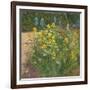 Oxeye Daisies Against the Irises-Timothy Easton-Framed Giclee Print