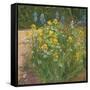 Oxeye Daisies Against the Irises-Timothy Easton-Framed Stretched Canvas