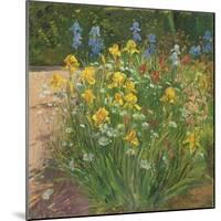 Oxeye Daisies Against the Irises-Timothy Easton-Mounted Giclee Print