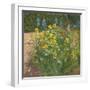 Oxeye Daisies Against the Irises-Timothy Easton-Framed Premium Giclee Print