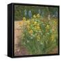 Oxeye Daisies Against the Irises-Timothy Easton-Framed Stretched Canvas