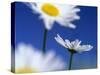 Oxeye Daisies Blossoms Against Blue Sky-null-Stretched Canvas
