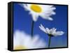 Oxeye Daisies Blossoms Against Blue Sky-null-Framed Stretched Canvas