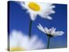 Oxeye Daisies Blossoms Against Blue Sky-null-Stretched Canvas