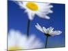 Oxeye Daisies Blossoms Against Blue Sky-null-Mounted Photographic Print