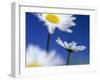 Oxeye Daisies Blossoms Against Blue Sky-null-Framed Photographic Print