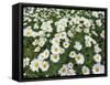 Oxeye Daisies-Chuck Haney-Framed Stretched Canvas