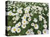 Oxeye Daisies-Chuck Haney-Stretched Canvas