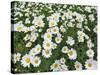 Oxeye Daisies-Chuck Haney-Stretched Canvas