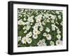 Oxeye Daisies-Chuck Haney-Framed Photographic Print
