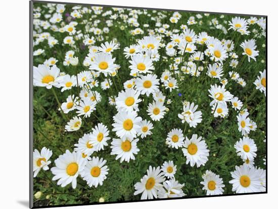 Oxeye Daisies-Chuck Haney-Mounted Photographic Print