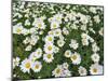Oxeye Daisies-Chuck Haney-Mounted Photographic Print
