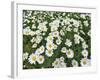 Oxeye Daisies-Chuck Haney-Framed Photographic Print