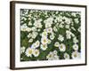 Oxeye Daisies-Chuck Haney-Framed Photographic Print