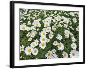 Oxeye Daisies-Chuck Haney-Framed Photographic Print