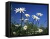 Oxeye Daisies-null-Framed Stretched Canvas