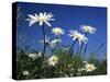 Oxeye Daisies-null-Stretched Canvas