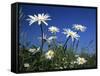 Oxeye Daisies-null-Framed Stretched Canvas