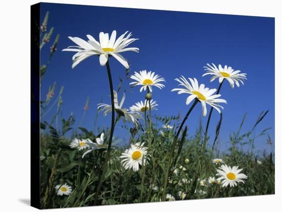 Oxeye Daisies-null-Stretched Canvas