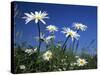 Oxeye Daisies-null-Stretched Canvas