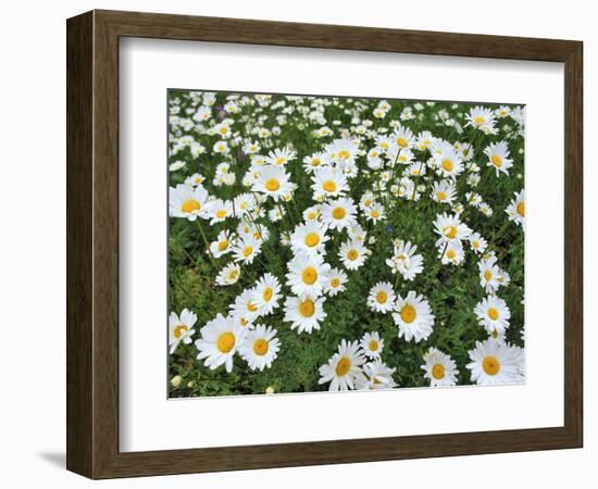 Oxeye Daisies-Chuck Haney-Framed Photographic Print