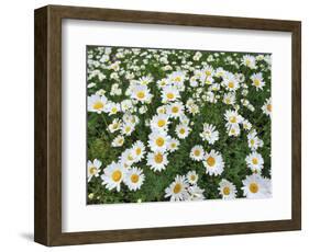 Oxeye Daisies-Chuck Haney-Framed Photographic Print