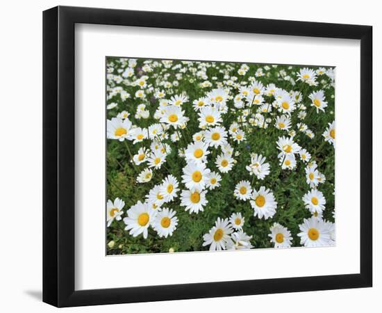 Oxeye Daisies-Chuck Haney-Framed Photographic Print