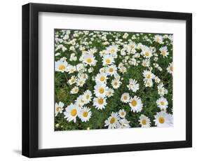 Oxeye Daisies-Chuck Haney-Framed Photographic Print