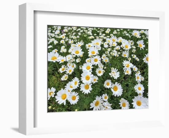 Oxeye Daisies-Chuck Haney-Framed Photographic Print