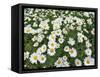 Oxeye Daisies-Chuck Haney-Framed Stretched Canvas