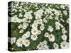 Oxeye Daisies-Chuck Haney-Stretched Canvas