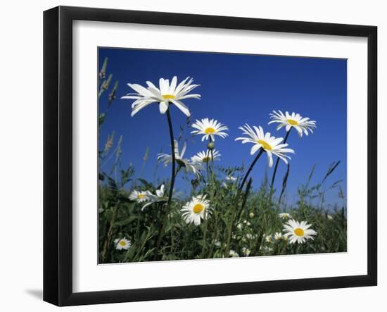 Oxeye Daisies-null-Framed Photographic Print