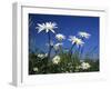 Oxeye Daisies-null-Framed Photographic Print