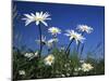 Oxeye Daisies-null-Mounted Photographic Print