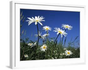 Oxeye Daisies-null-Framed Photographic Print