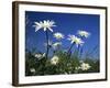 Oxeye Daisies-null-Framed Photographic Print