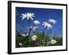 Oxeye Daisies-null-Framed Photographic Print