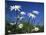 Oxeye Daisies-null-Mounted Photographic Print