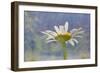 Oxeye Daisy Composite with Textured Background-Adam Jones-Framed Photographic Print