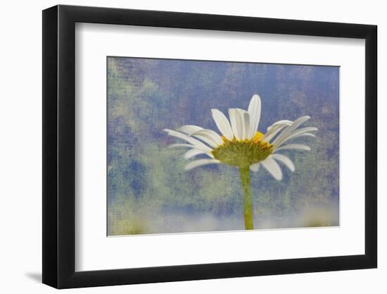 Oxeye Daisy Composite with Textured Background-Adam Jones-Framed Photographic Print