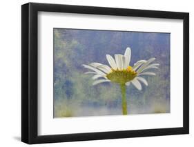 Oxeye Daisy Composite with Textured Background-Adam Jones-Framed Photographic Print